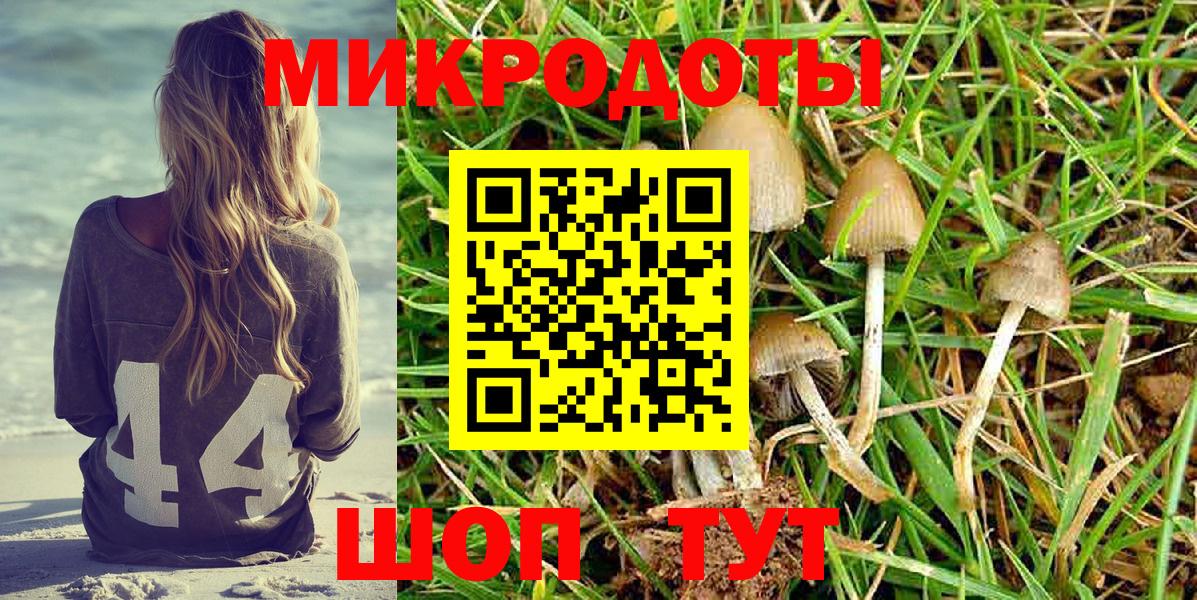 Псилоцибиновые грибы Psilocybe Алатырь